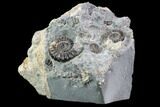 Ammonite (Promicroceras) Cluster - Somerset, England #86223-1